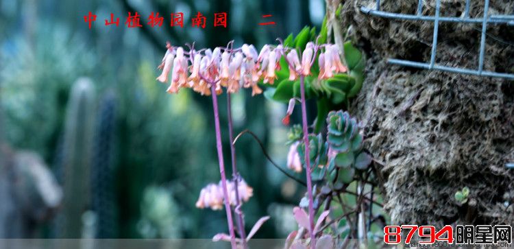 中山植物园南园  二 - 追梦 - 追梦的博客