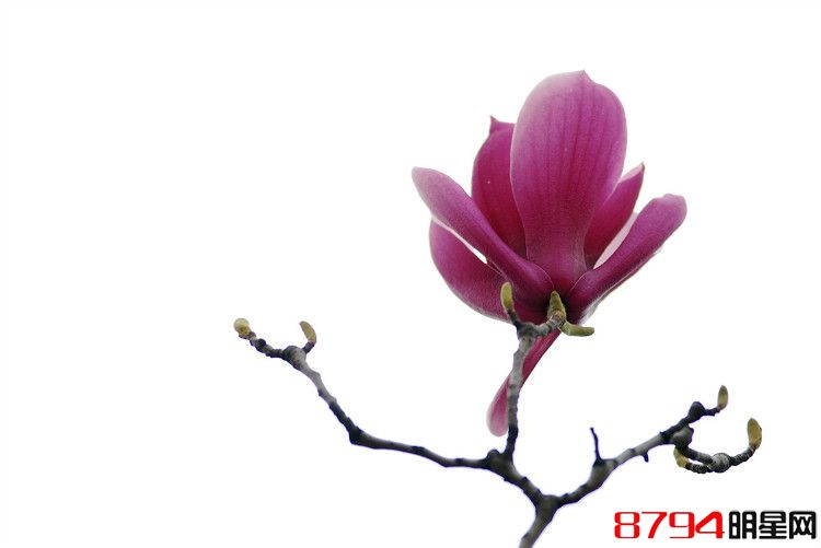 春天里，紫色玉兰花开 - 秦岭石头 - 秦岭石头