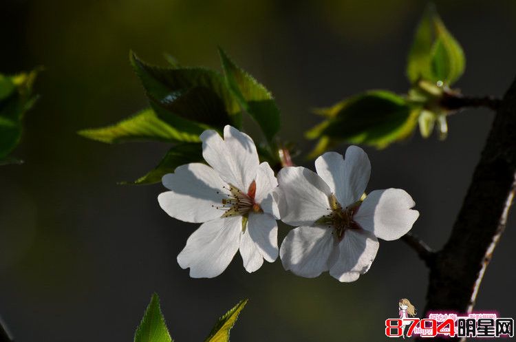 【一品花园 · 光影下的樱花】——探访上海_休闲篇 - 耿_耿 - 追求人生最美的一切