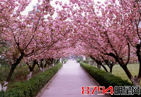 2015上海樱花节志愿者活动感想