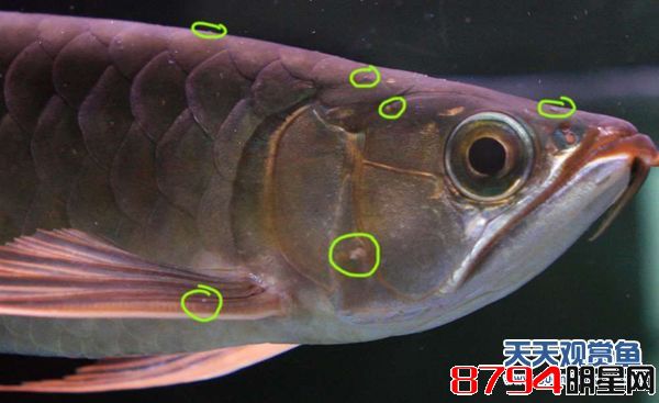 观赏鱼水霉病怎么治最快 金鱼水霉病传染吗