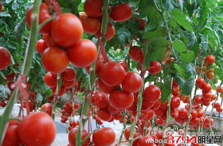 西红柿炒熟吃有什么营养优势？