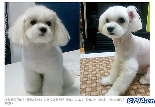 狗狗也要割双眼皮？韩国“宠物整形”被指虐待动物
