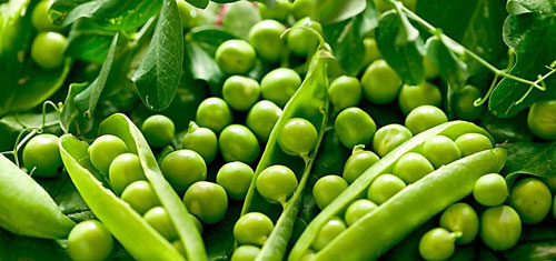 豌豆的营养价值 豌豆的功效与作用及禁忌 豌豆营养成分