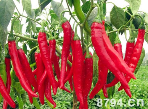 辣椒的功效与作用及禁忌 辣椒的营养价值 辣椒的营养成分
