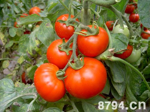 番茄(西红柿)的功效与作用及禁忌 番茄的营养价值成分