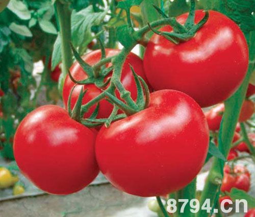 番茄(西红柿)的功效与作用及禁忌 番茄的营养价值成分