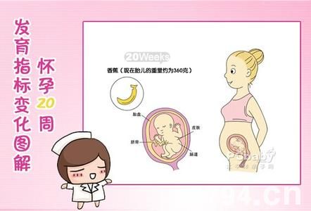 孕中期胎儿发育的特点 胎儿发育过程