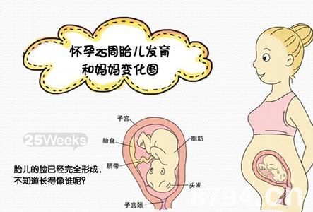 孕中期母体的变化