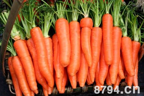 胡萝卜的功效与作用及食用禁忌 胡萝卜的营养价值成分表