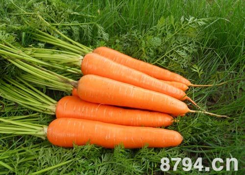 胡萝卜的功效与作用及食用禁忌 胡萝卜的营养价值成分表