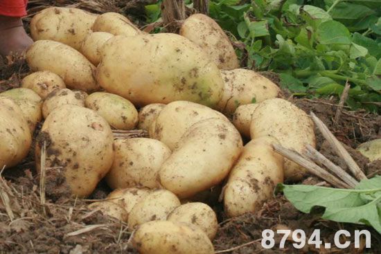 马铃薯(土豆)的功效与作用及食用禁忌 马铃薯的营养价值成分表