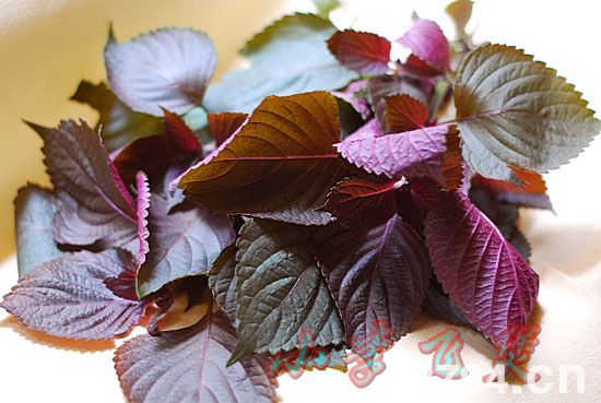 紫苏叶的功效与作用及食用方法 紫苏叶的食用禁忌