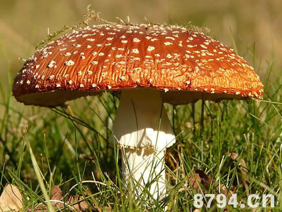 蘑菇的功效与作用及食用禁忌 蘑菇的营养价值成分