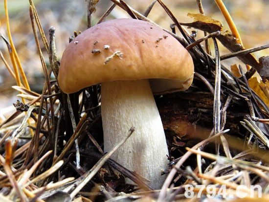 蘑菇的功效与作用及食用禁忌 蘑菇的营养价值成分
