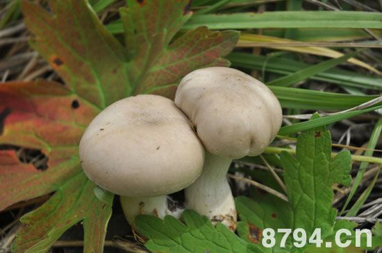 双孢蘑菇(白蘑菇)的营养价值成分