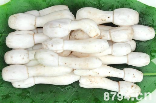 毛头鬼伞(鸡腿菇)的营养价值成分 鸡腿菇的功效与作用