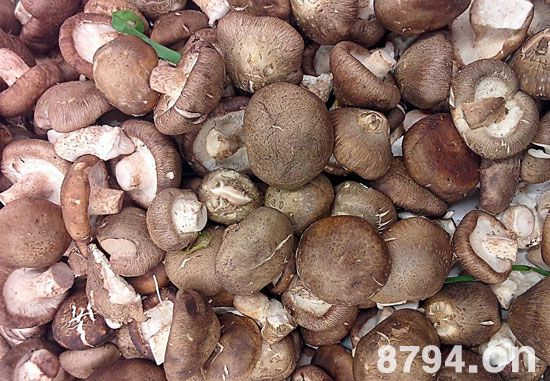 香菇的功效与作用及食用禁忌 香菇的营养价值与食用方法
