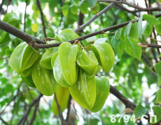 杨桃的功效与作用及食用禁忌 吃杨桃的注意事项 杨桃的营养价值