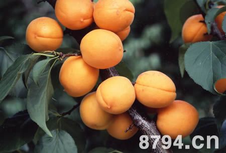 杏的功效与作用及食用禁忌 吃杏的好处