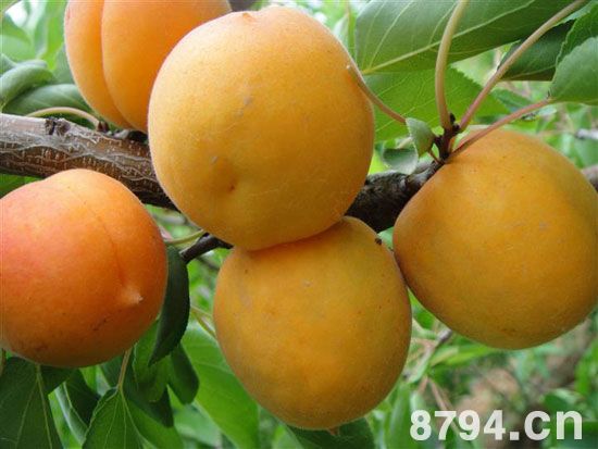 杏的功效与作用及食用禁忌 吃杏的好处