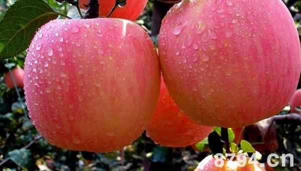 苹果的功效与作用及食用禁忌 苹果的营养价值成分