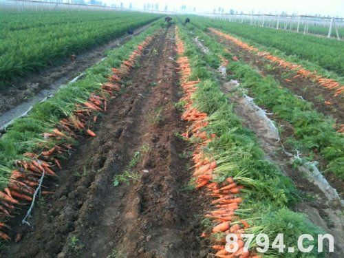 秋季栽培胡萝卜有哪些品种