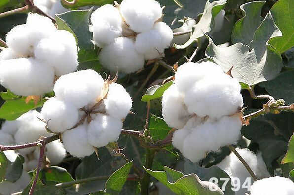 如何加强棉田种植管理 预防棉花苗期病害