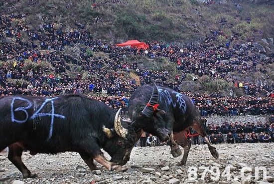 贵州斗牛节 农历二月或八月的第一个“亥日”为斗牛节