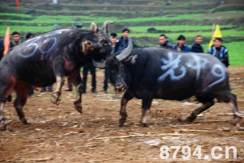 贵州斗牛节 农历二月或八月的第一个“亥日”为斗牛节