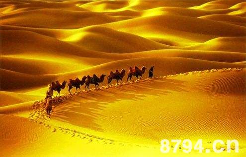 沙漠之舟是什么动物？“沙漠之舟”说骆驼