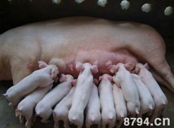 母猪 母猪生殖生理介绍 母猪生殖器官介绍