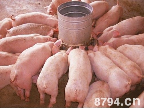 猪饲料原料分类 一般分类法和按饲料所含营养物质分类
