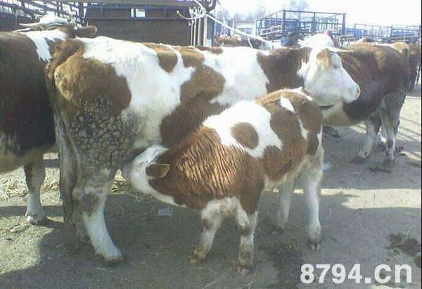 初孕牛的饲养管理 母牛妊娠前期的饲养管理
