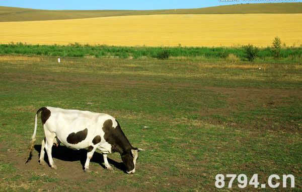 分娩母牛的饲养管理 奶牛的分娩与产后护理