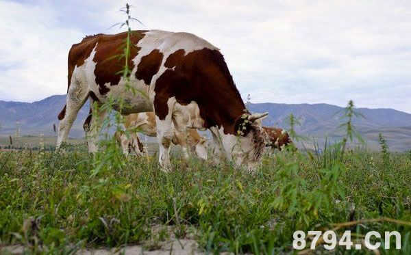 犊牛的饲养管理 初生犊牛的管理