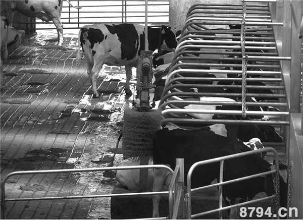 不同饲养方式奶牛的饲养管理 集约化养殖奶牛的饲养管理