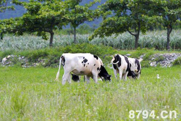 奶牛的正常生理指标 正常的体温、脉搏、呼吸频率分别多少