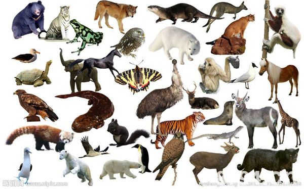 描写动物的作文辞典 描写老虎外貌的句子