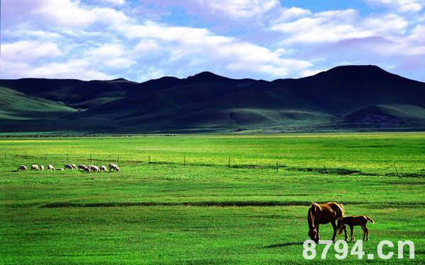 草原：世界陆地的五分之一被它所覆盖