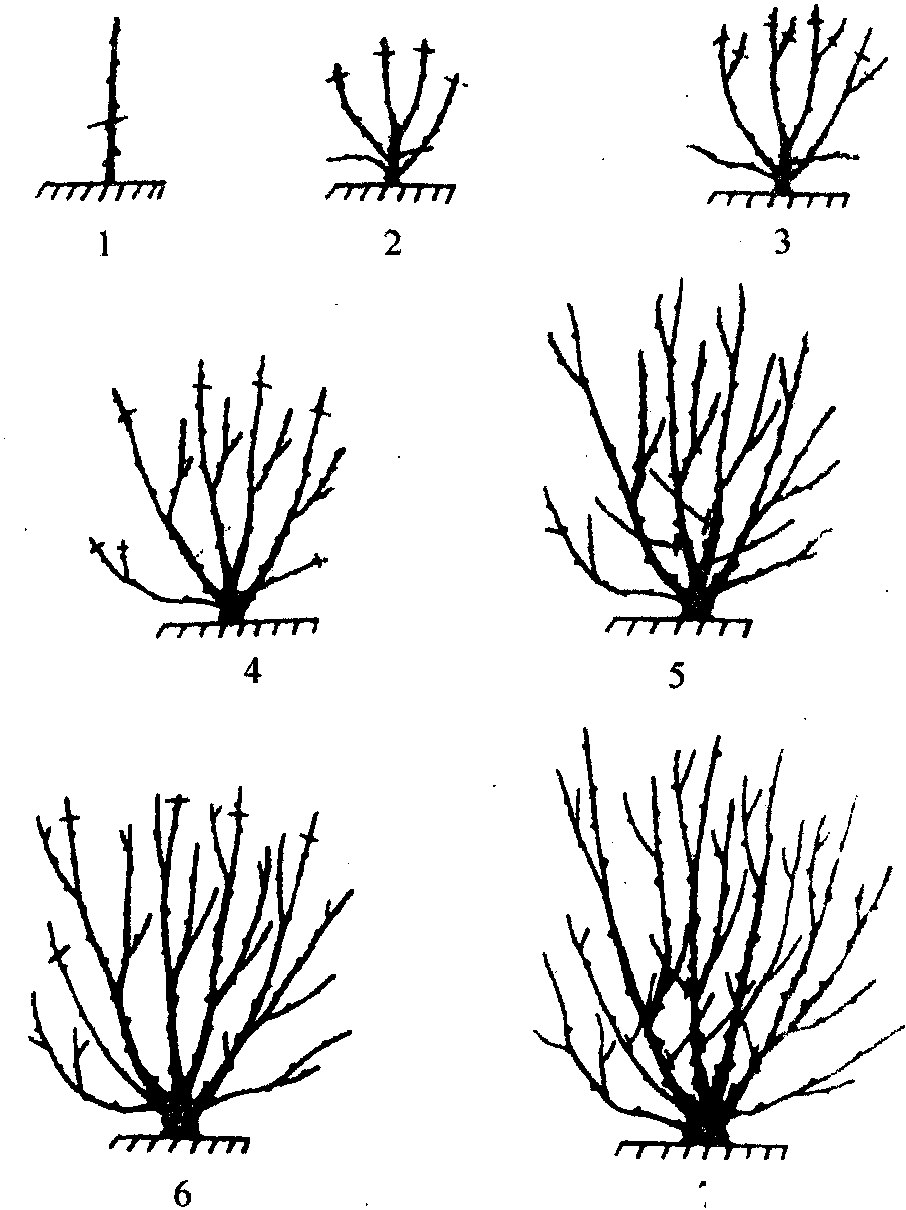 怎样培育多主枝丛状形花椒树形?