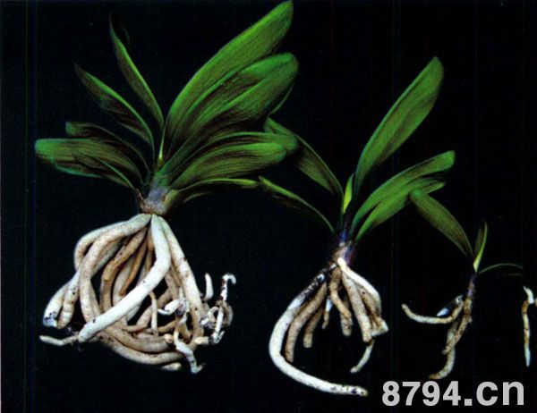 君子兰的植物学特征