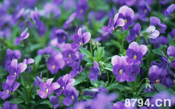 紫罗兰种植常识 紫罗兰赏析 紫罗兰的用途