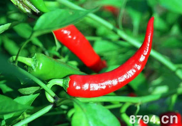 辣椒的营养价值