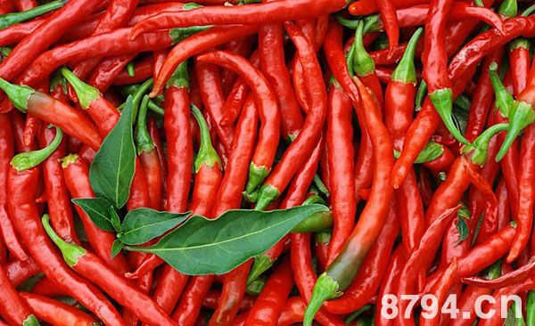 种植辣椒的经济效益 一亩辣椒的利润是多少？
