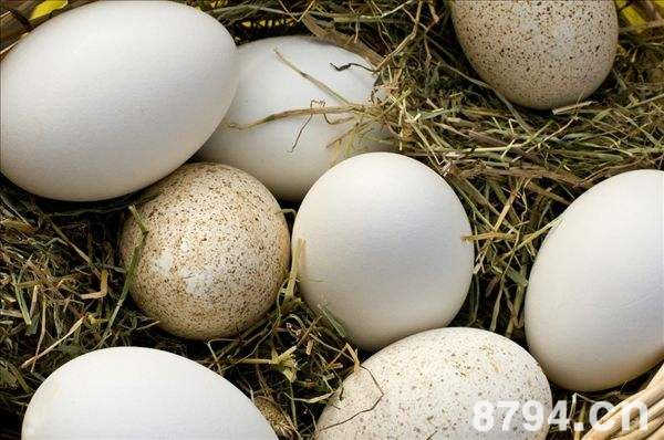 鹅蛋的功效与作用及食用禁忌 鹅蛋的营养价值