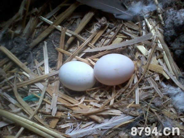 鸽子蛋的营养价值成分表 鸽蛋的功效与作用及食用禁忌