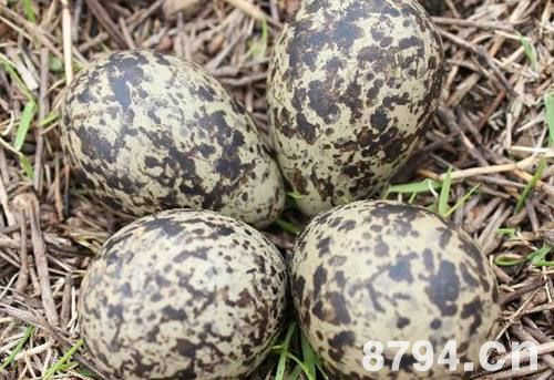 麻雀蛋的功效与副作用 麻雀蛋的食用方法