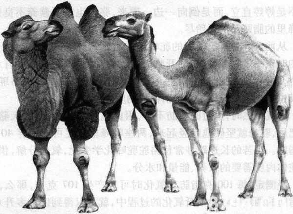 骆驼的驼峰是储存什么的 骆驼能忍饥耐渴的真正原因