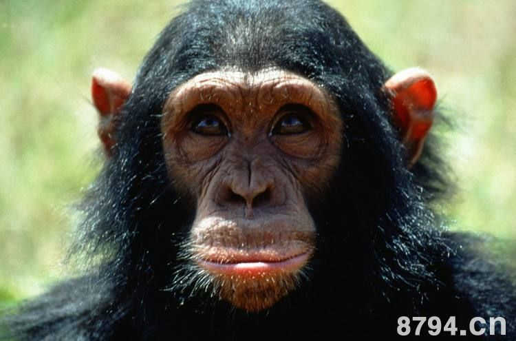 猩猩是人类的“远亲”